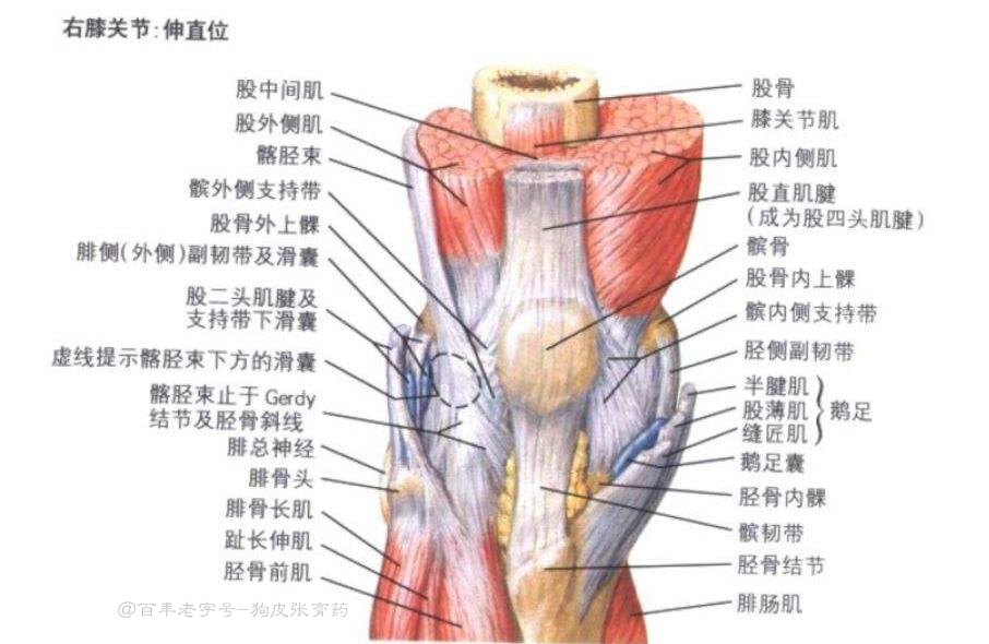 右膝关节解刨图.jpg
